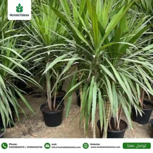 نباتات الزينة في مصر