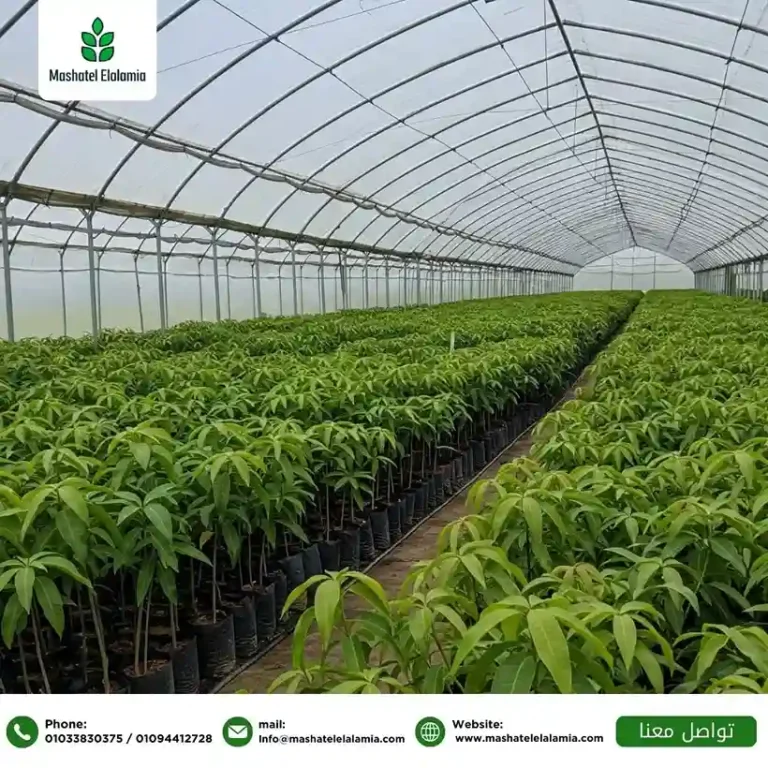 Grafted Mango Seedlings Kenya