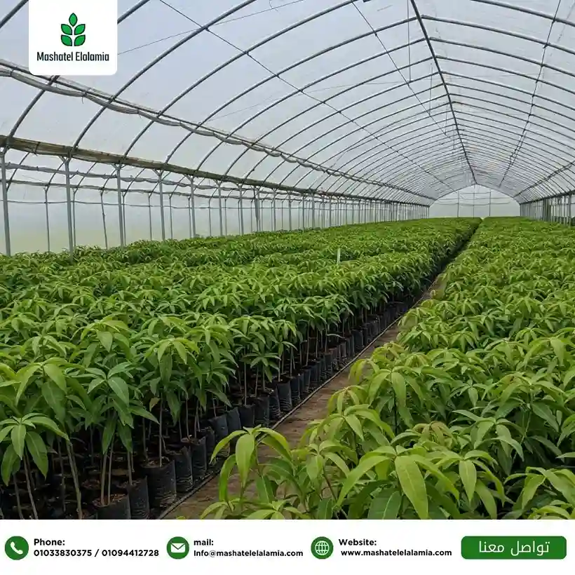 Grafted Mango Seedlings Kenya