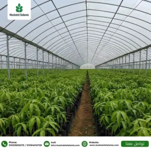 تطوير مزارع الفاكهة في المغرب