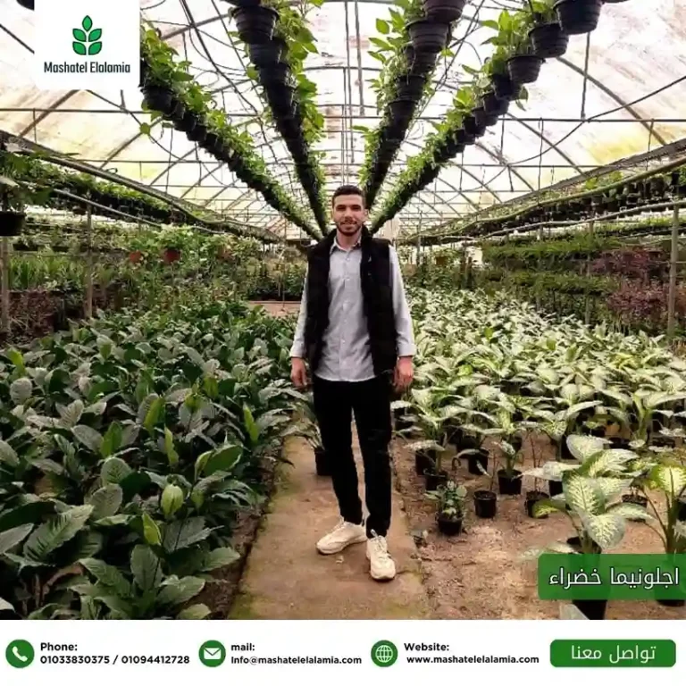 نباتات الزينة في مصر