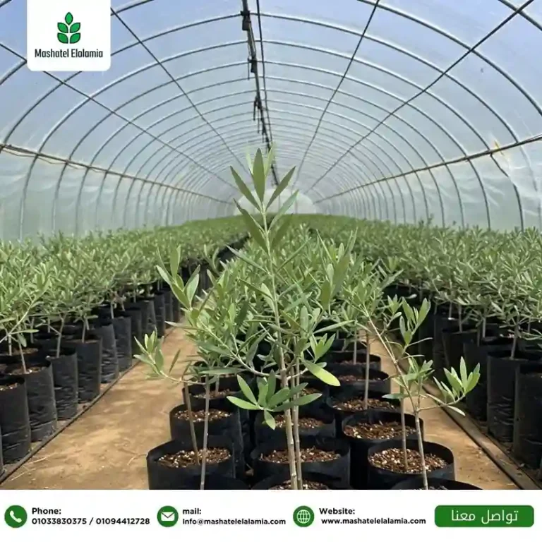 Olive Farming Tanzania 2026