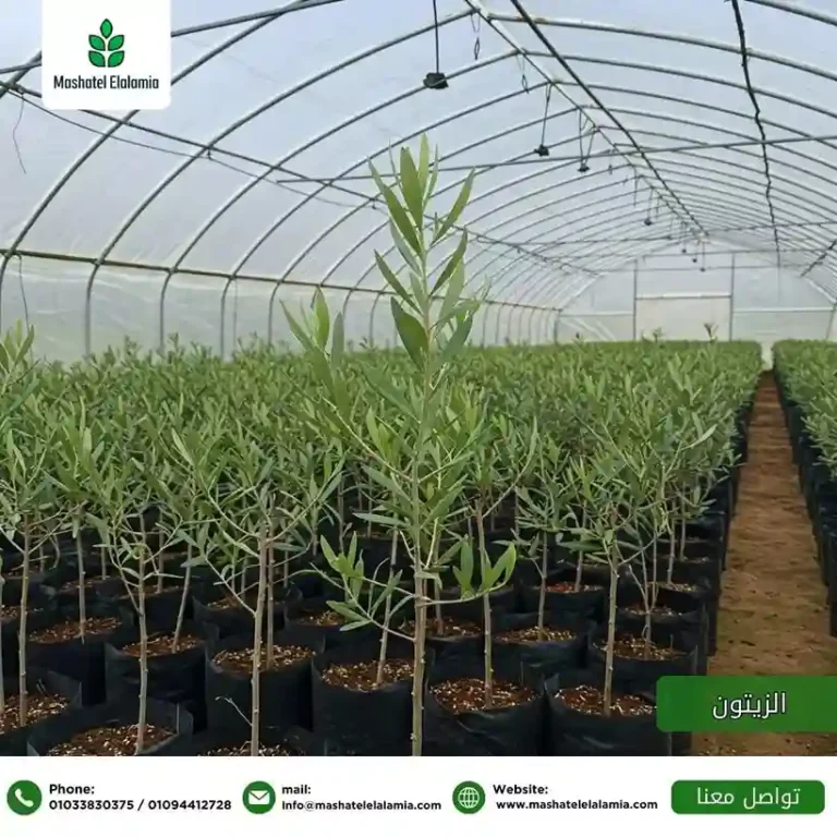 زراعة الزيتون في المغرب