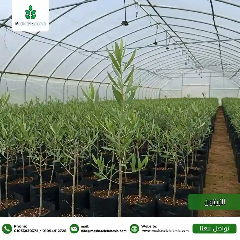 زراعة الزيتون في المغرب