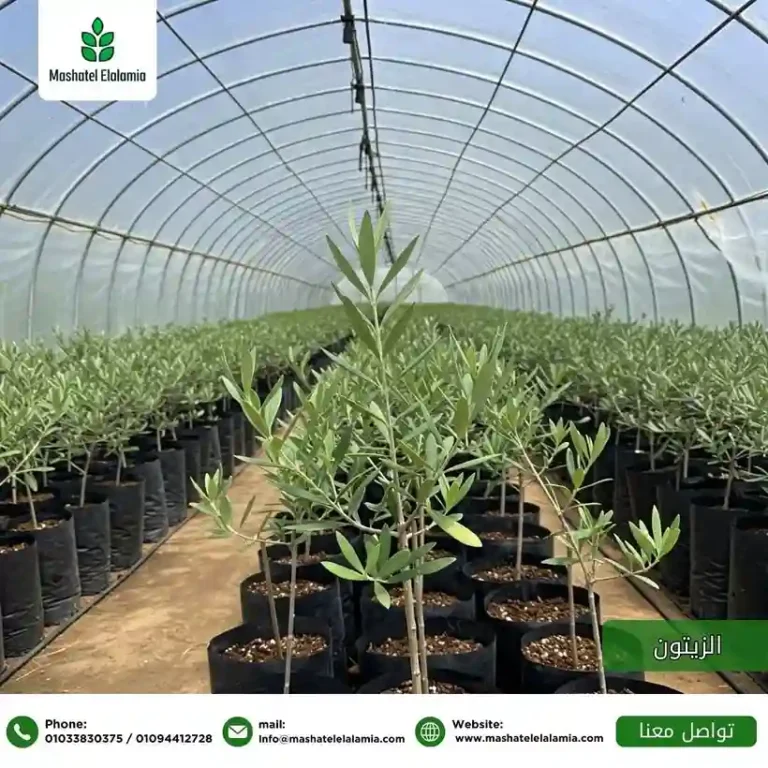 شركات شحن وتصدير الشتلات الزراعية بمصر