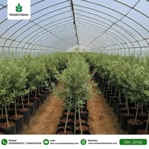 Olive Farming Tanzania 2026