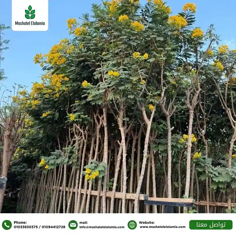 Ornamental Plants from Egypt to Jordan: Wholesale Supply for Landscaping Projects and Nurseries