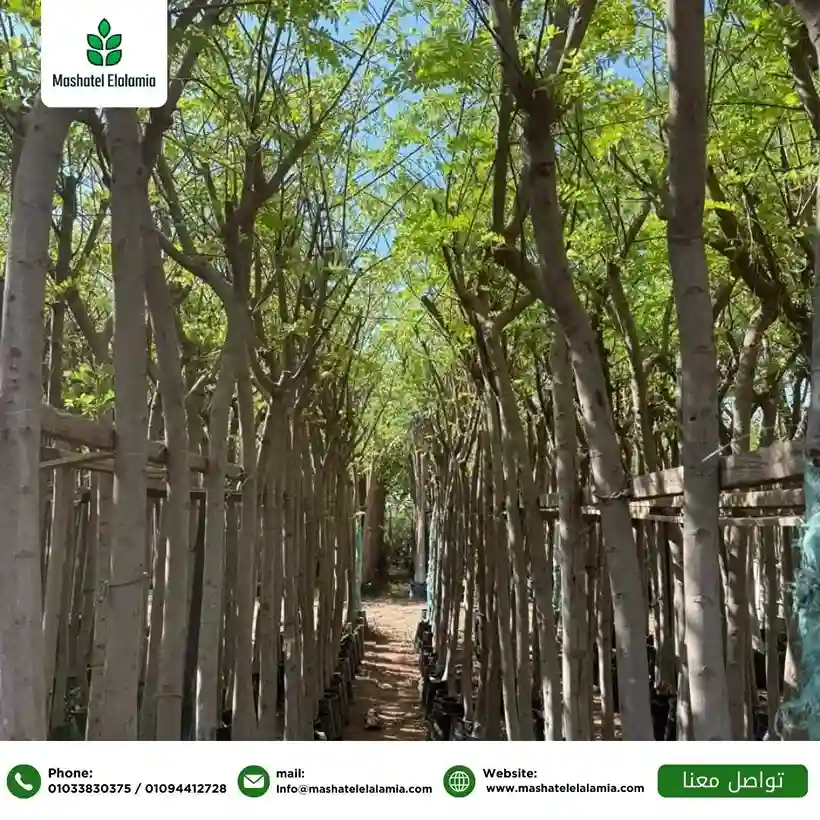 Commercial Timber Farming Tanzania