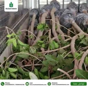 Timber Farming Tanzania 2026