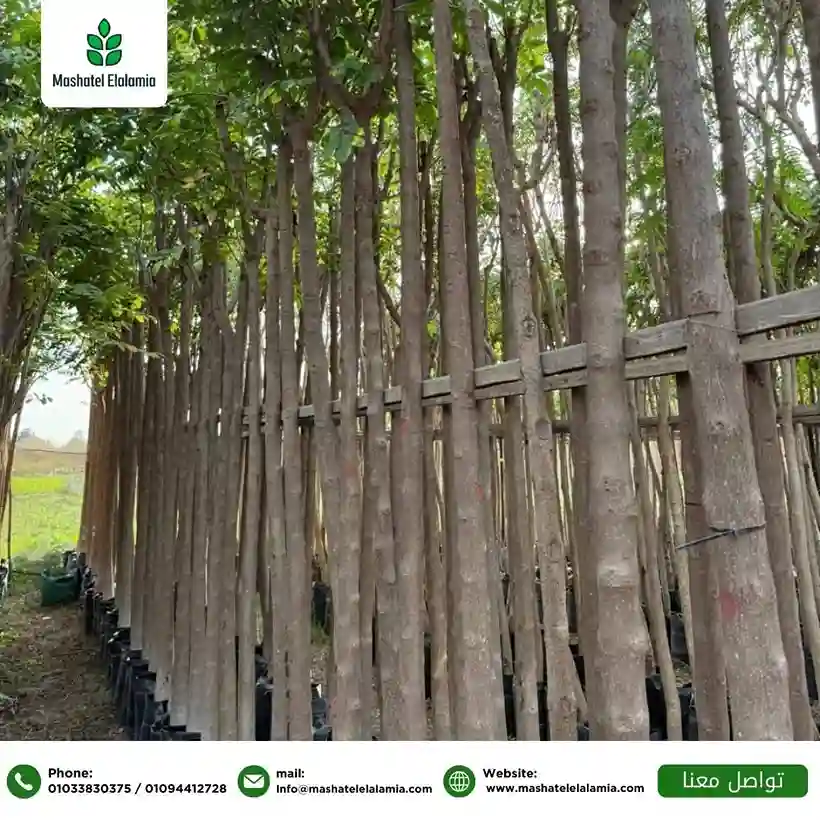 Ornamental Plants Kenya 2026