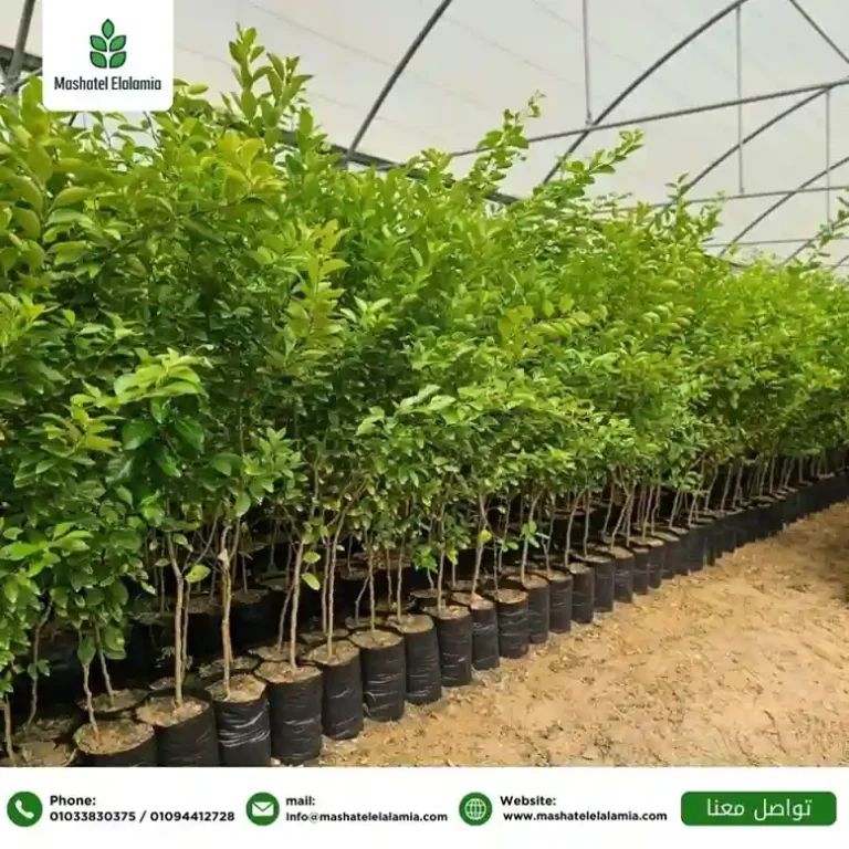 شتلات الفاكهة في السعودية