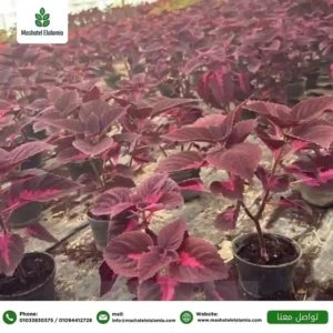 نباتات الزينة الخارجية في السعودية