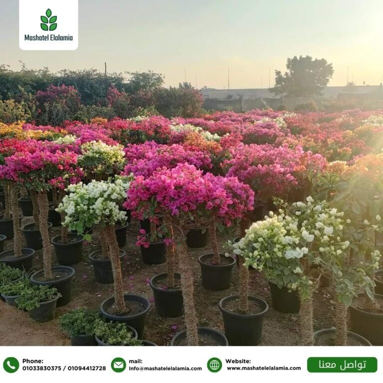 توريد-نباتات-زينة-خارجية-في-مصر-للمشروعات.jpg