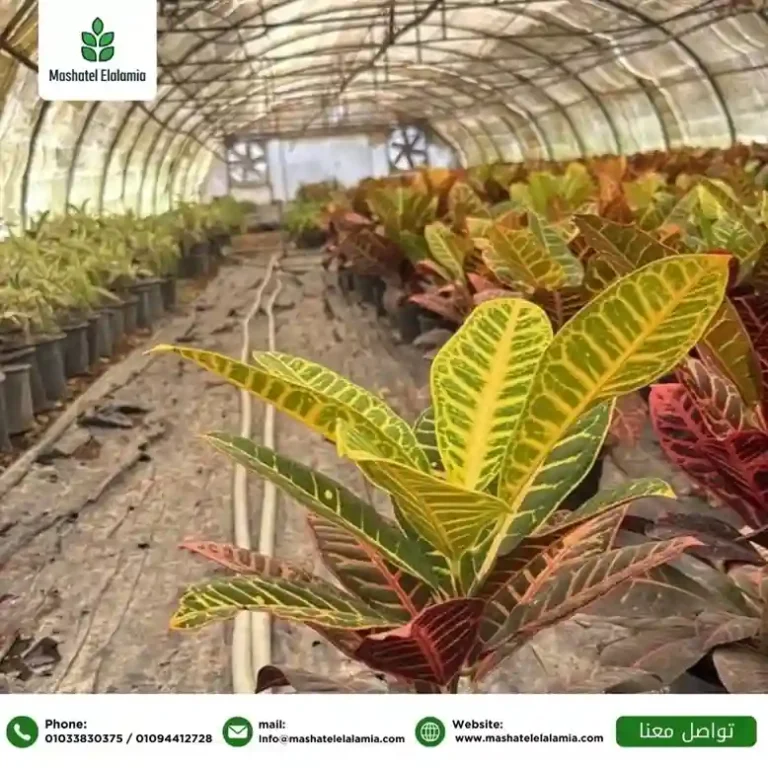 نباتات الزينة الخارجية في السعودية