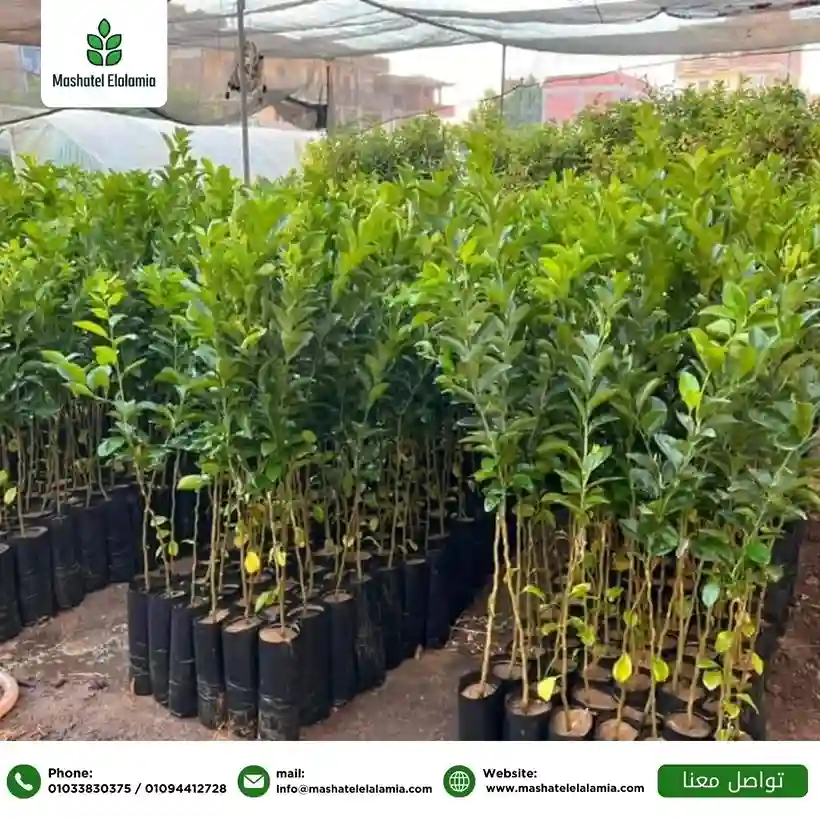 تطوير مزارع الفاكهة في المغرب