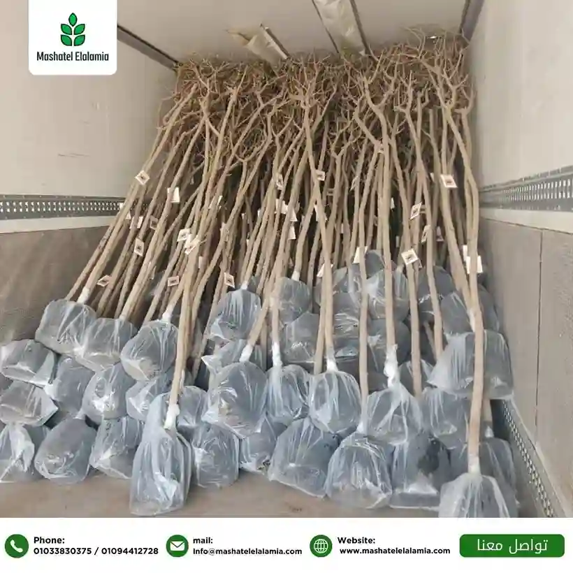 توريد شتلات السعودية الخضراء