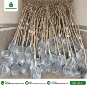 نباتات الزينة الخارجية في السعودية