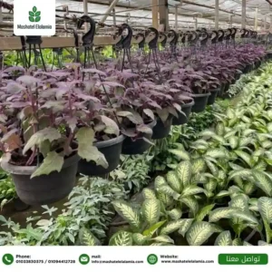 توريد شتلات السعودية الخضراء