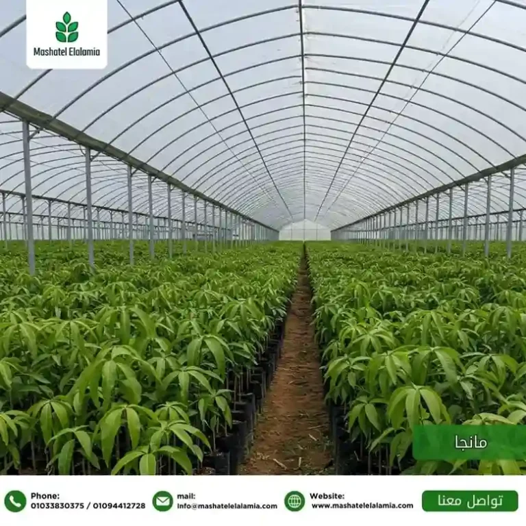 مشاتل الشركة العالمية لتصدير الشتلات للسعودية