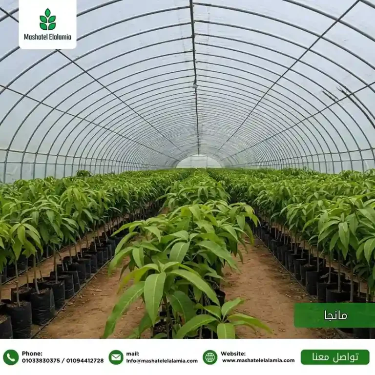 مشتل فاكهة معتمد مصر