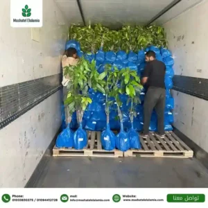 استيراد النباتات من مصر إلى الإمارات