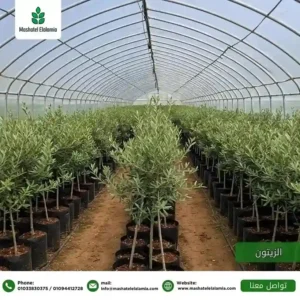 توريد شتلات السعودية الخضراء