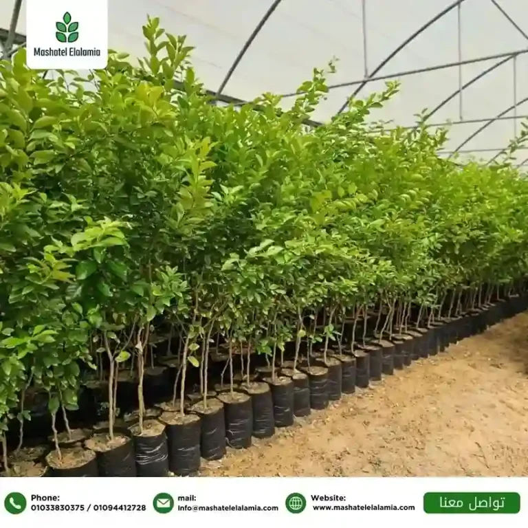 citrus-seedlings-egypt-jordan-wholesale.jpg