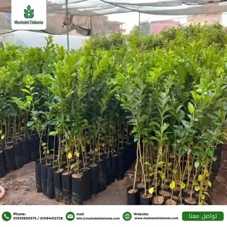 شتلات لوزيات ومشمش تتحمل الأجواء السعودية