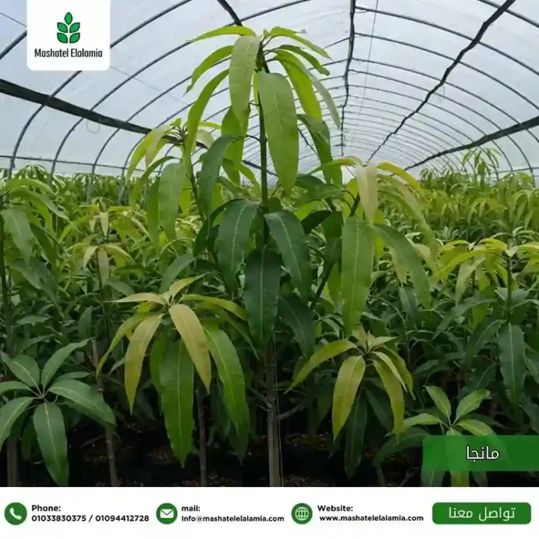mango-seedlings-egypt-jordan-wholesale.jpg
