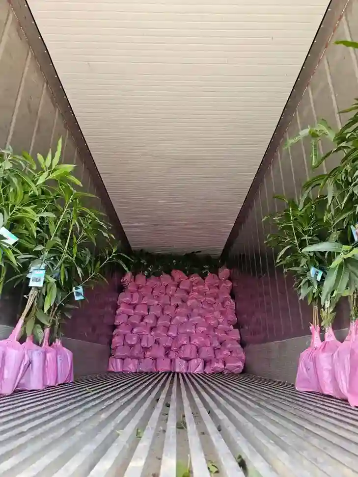 Export Plants from Egypt: International Sourcing of Ornamental Plants and Fruit Seedlings