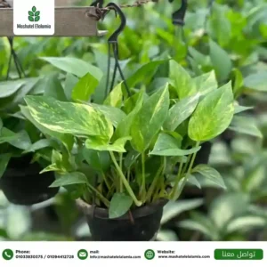 توريد-نباتات-زينة -داخلية-في-مصر-للمشروعات.jpg