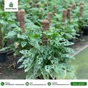 توريد-نباتات-زينة -داخلية-في-مصر-للمشروعات.jpg