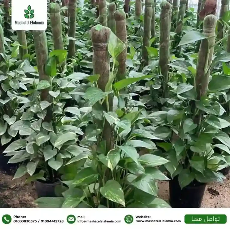 توريد-نباتات-زينة -داخلية-في-مصر-للمشروعات.jpg