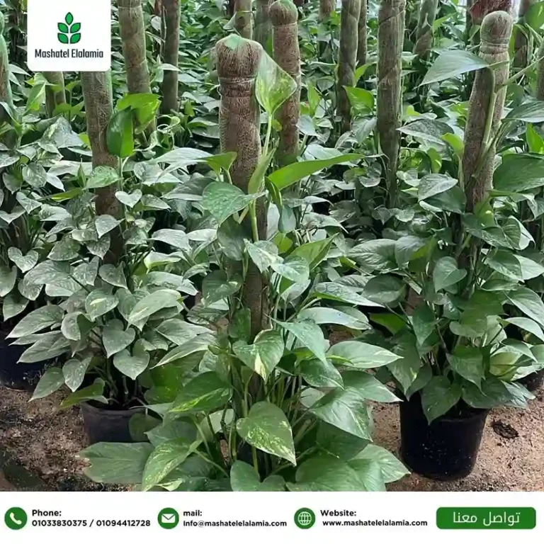 indoor-ornamental-plants-from-egypt.jpg