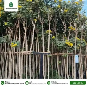 توريد-نباتات-زينة-خارجية-في-مصر-للمشروعات.jpg