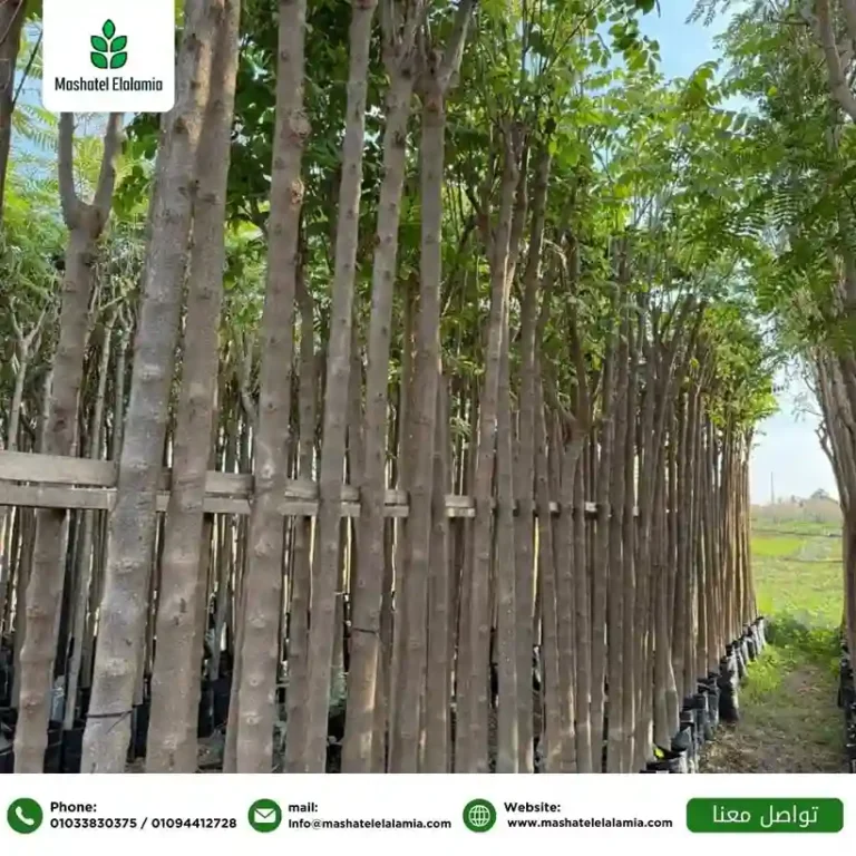outdoor-ornamental-plants-from-egypt.jpg