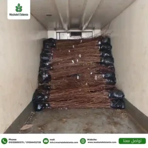 مشاتل تصدير شتلات من مصر إلى اليونان