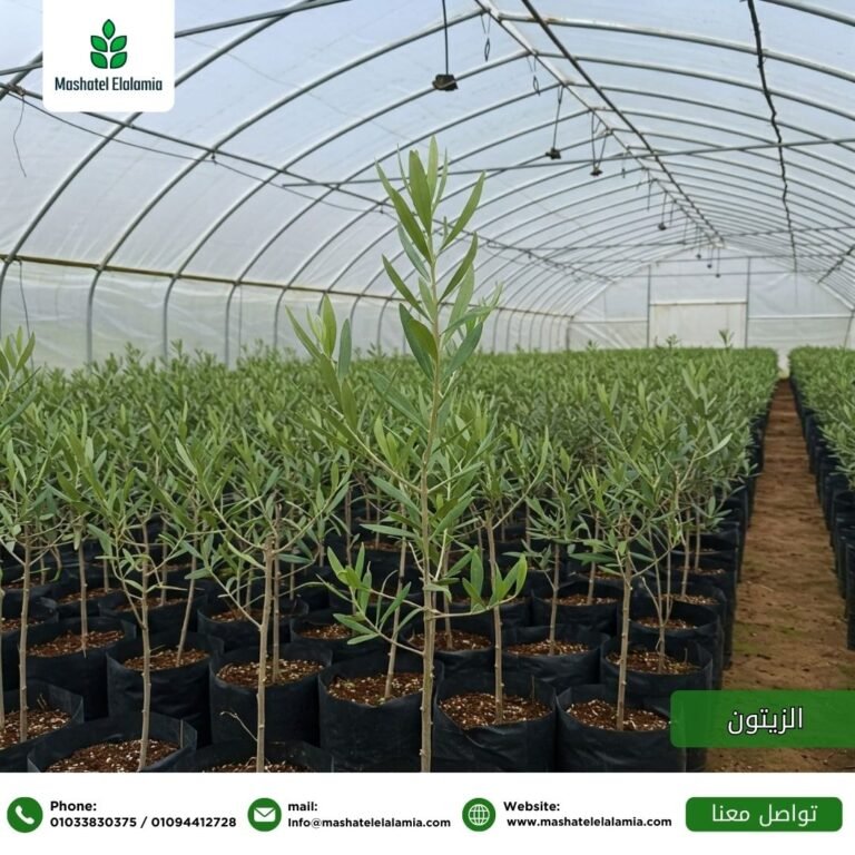 olive-seedlings-egypt-jordan-wholesale.jpg